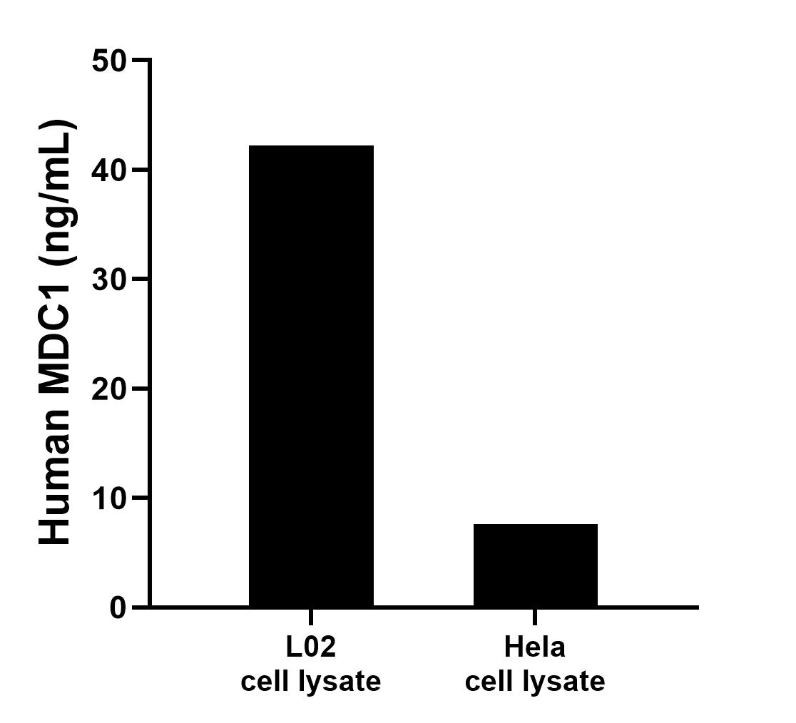 L02 and Hela cell lysate were measured. The human MDC1 concentration of detected samples was determined to be 42.2 ng/mL (based on a 2.6 mg/mL extract load) in L02 cell lysate and 7.6 ng/mL (based on a 1.2 mg/mL extract load) in Hela cell lysate.